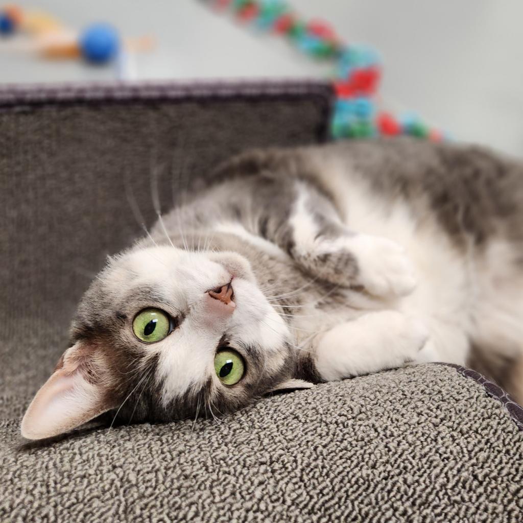 Buffy, Adoptable, Senior Female Domestic Short Hair.