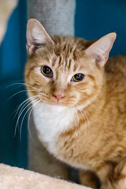 Morris, Adoptable, Young Male Domestic Short Hair & Domestic Short Hair.