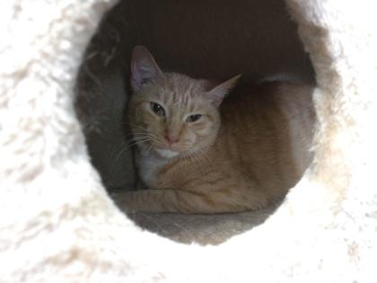 Enlarge Morris, a Adoptable mixed breed in Dothan, AL image 2/2