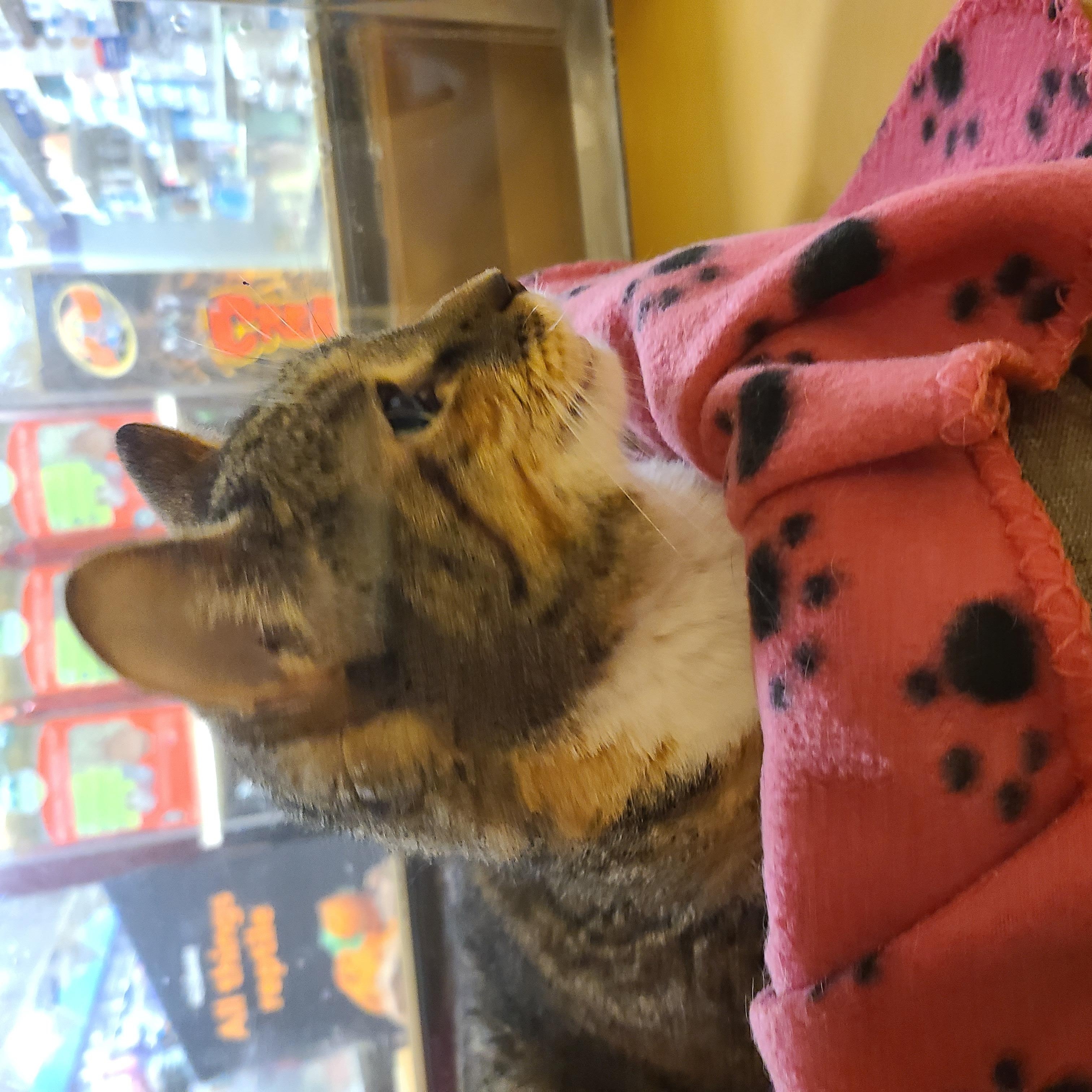 Enlarge Charlotte, a Adoptable Domestic Short Hair in Gerrardstown, WV image 2/3