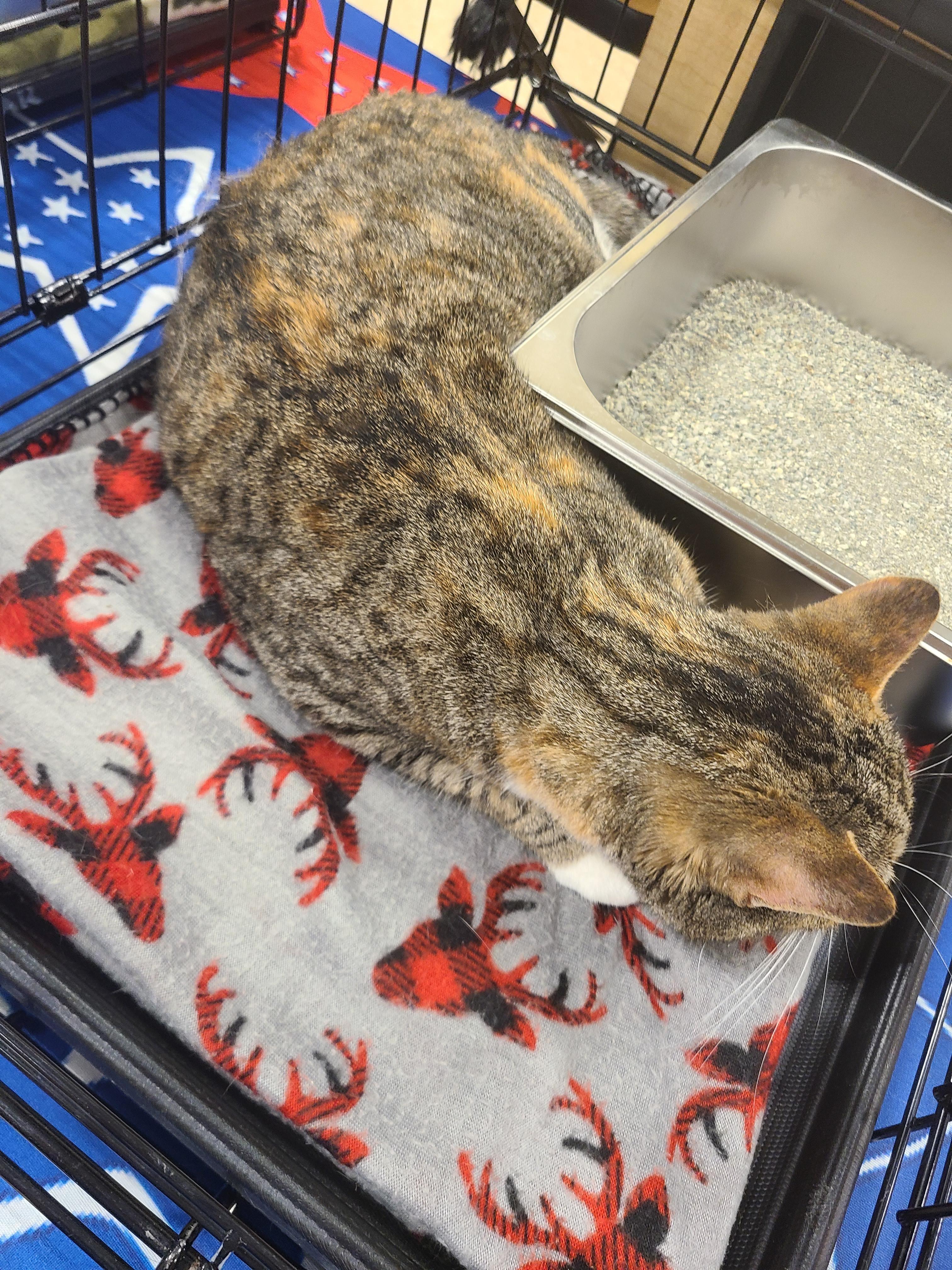 Enlarge Charlotte, a Adoptable Domestic Short Hair in Gerrardstown, WV image 3/3