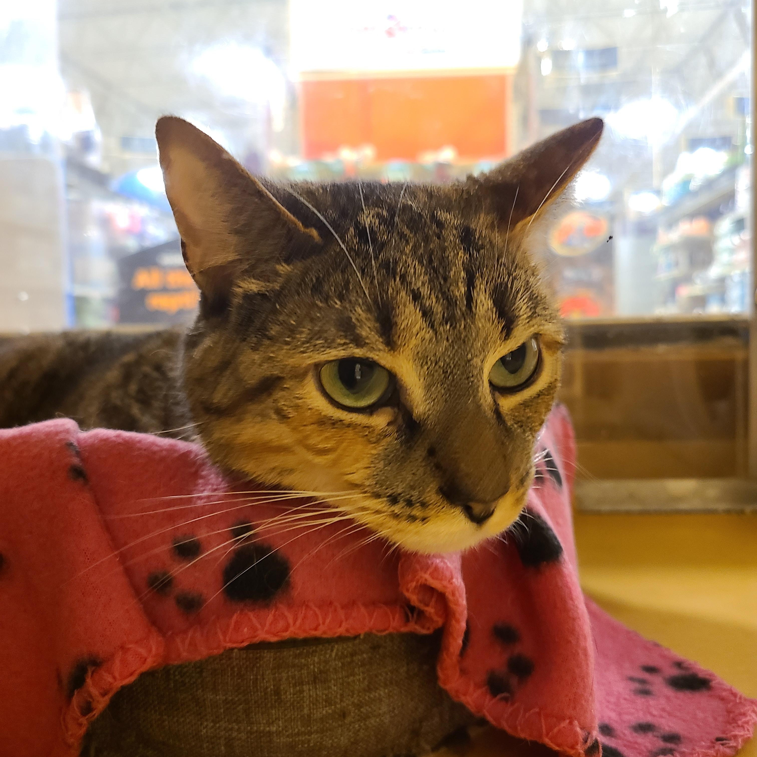 Charlotte, Adoptable, Young Female Domestic Short Hair.