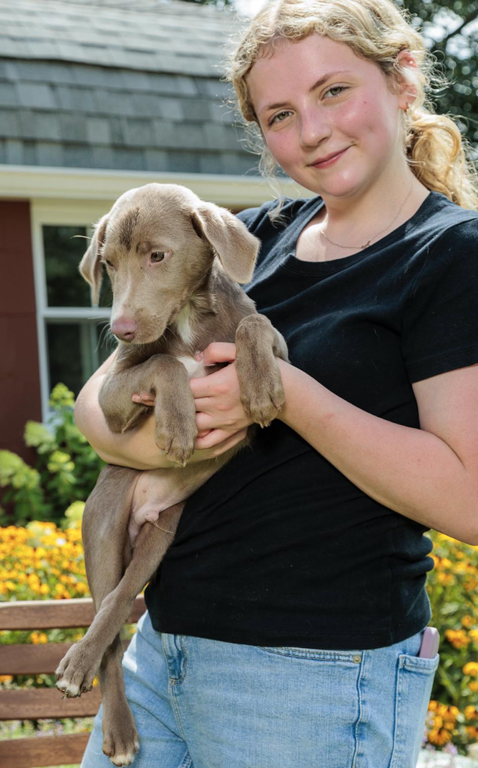 Taylor, Adoptable, Puppy Male Weimaraner.