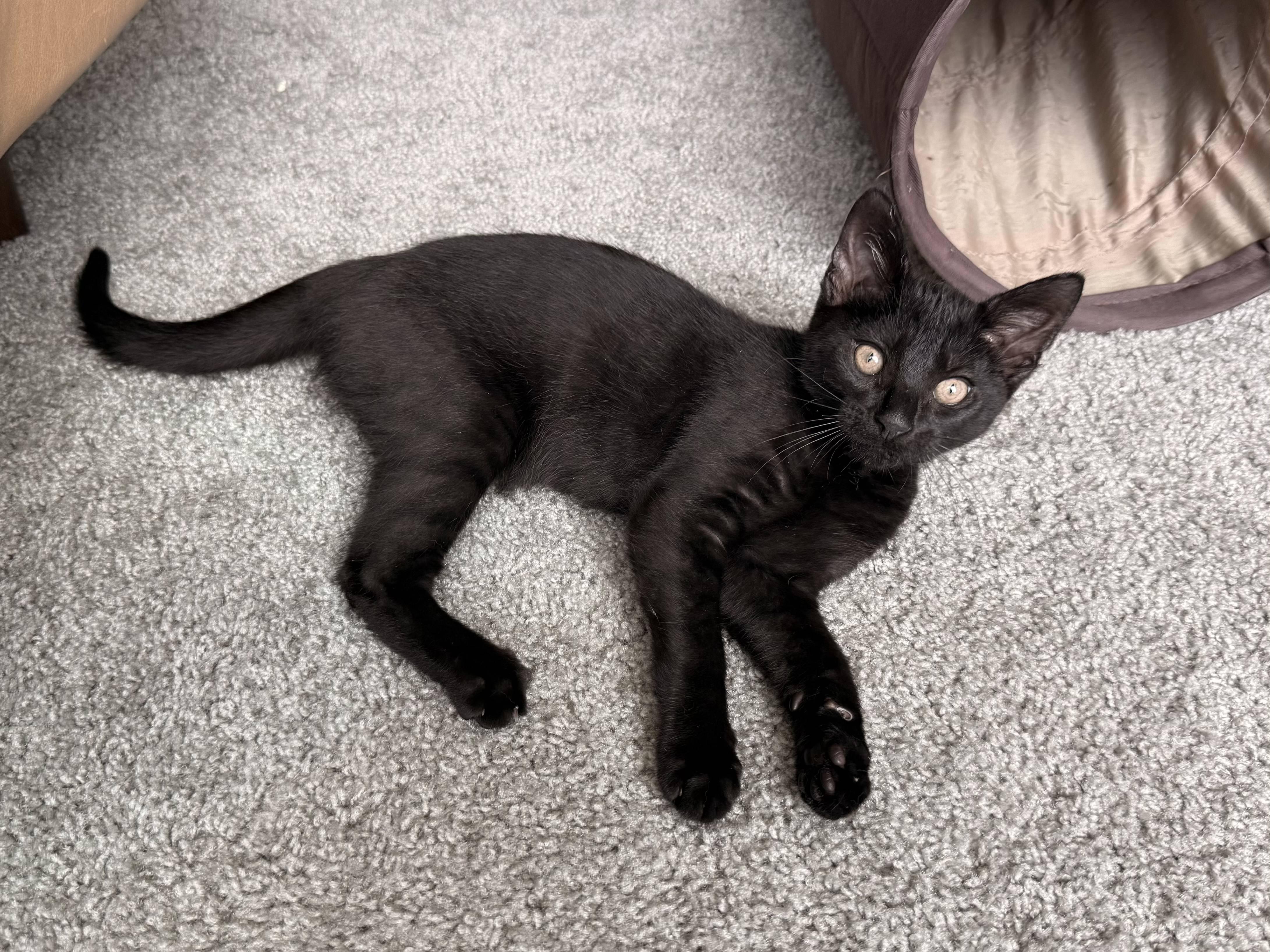 Hercule Poirot, Baby Male Domestic Short Hair
