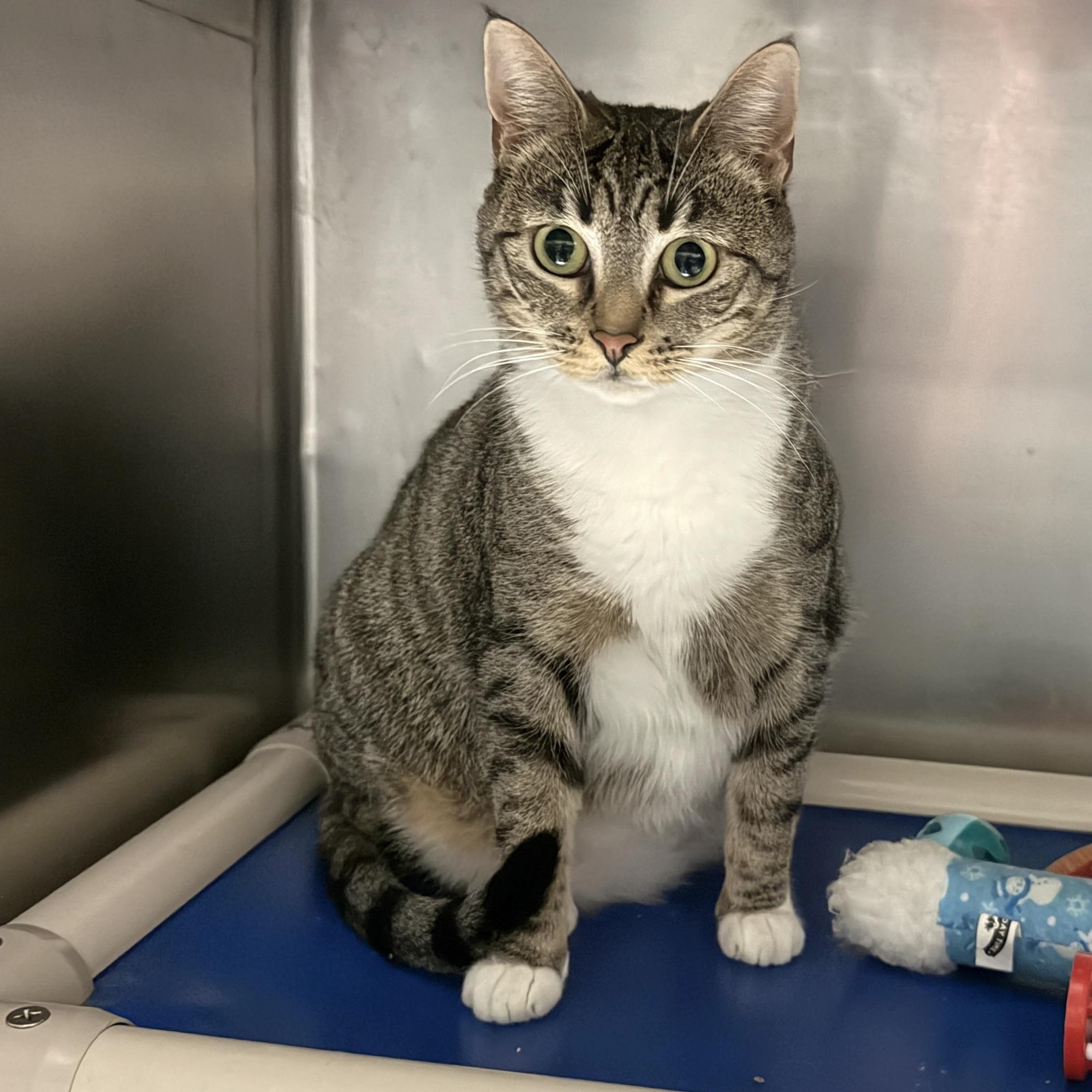 Monaco, an adoptable Domestic Short Hair in Huntington Station, NY image 1/4