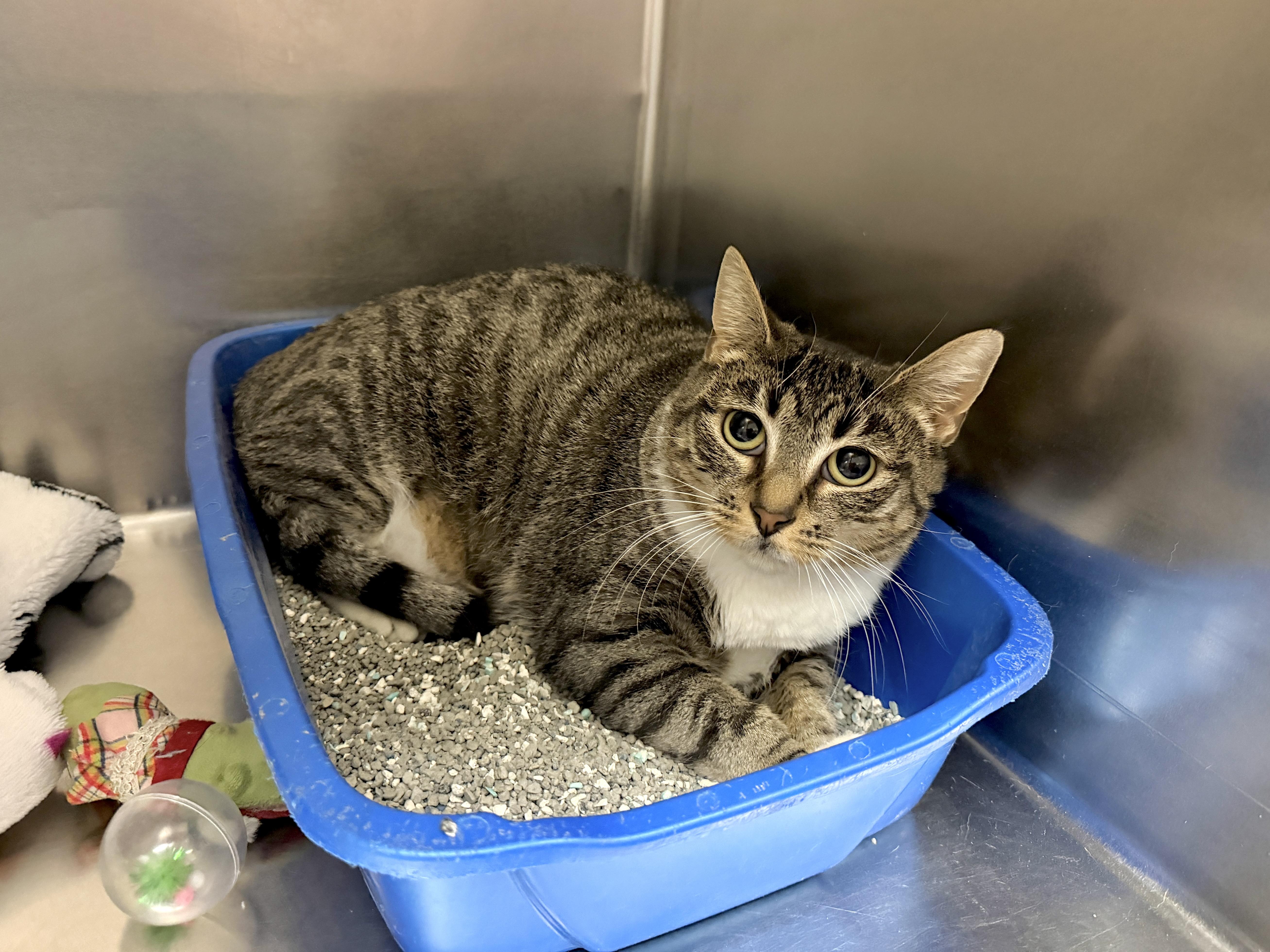 Enlarge Monaco, an adoptable Domestic Short Hair in Wantagh, NY image 1/3