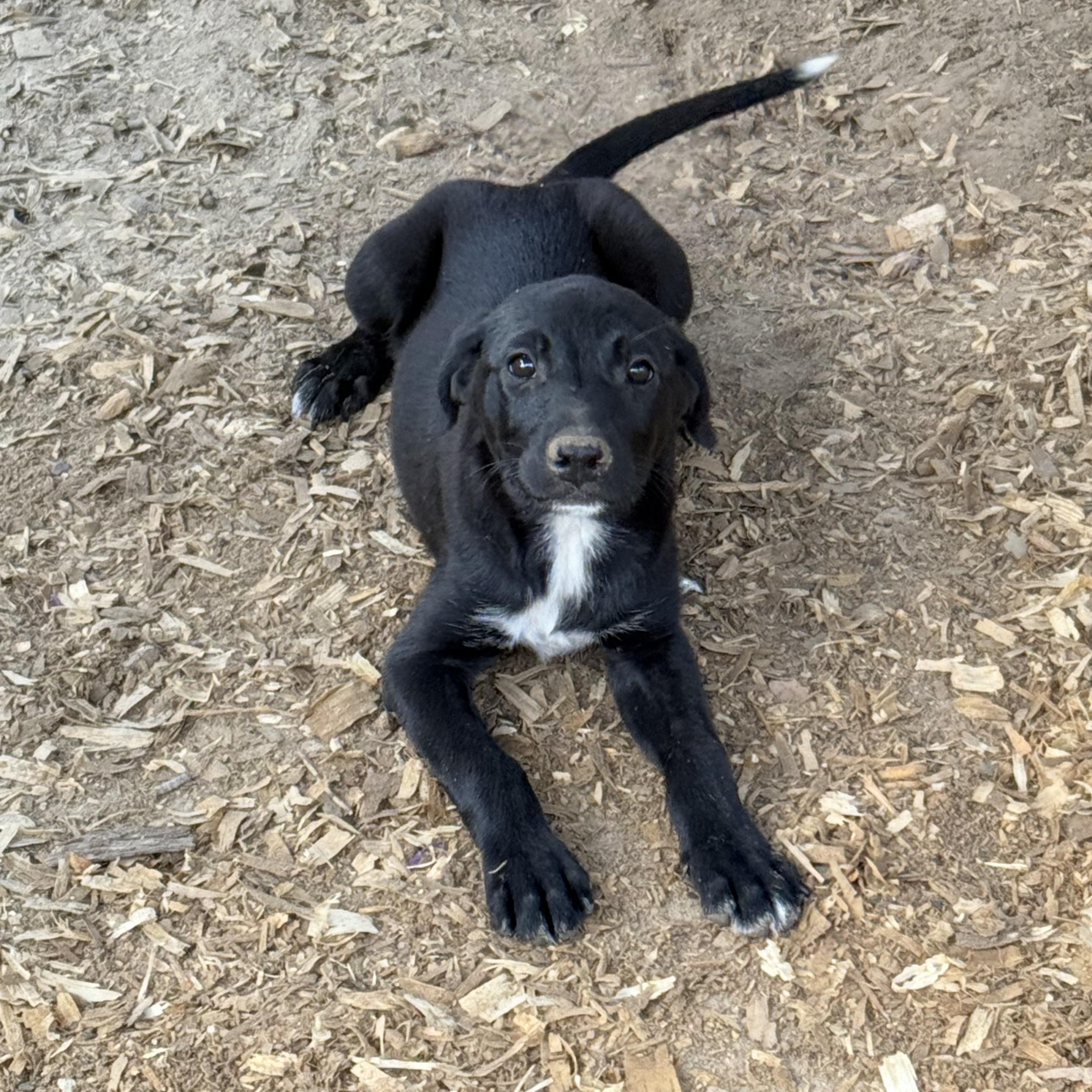 Enlarge Drama Queen, an adopted mixed breed in Boulder, CO image 3/5