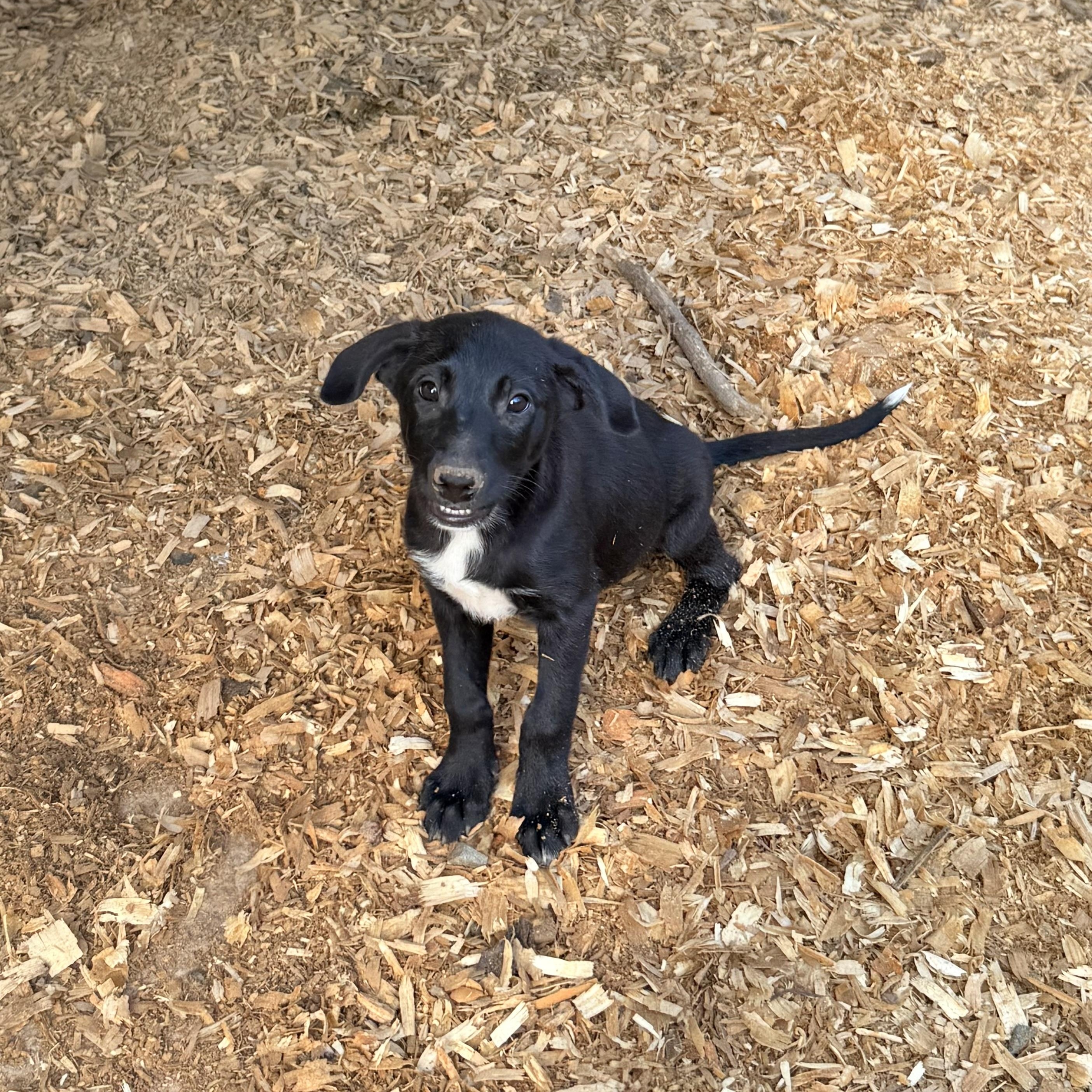 Enlarge Drama Queen, an adopted mixed breed in Boulder, CO image 5/5