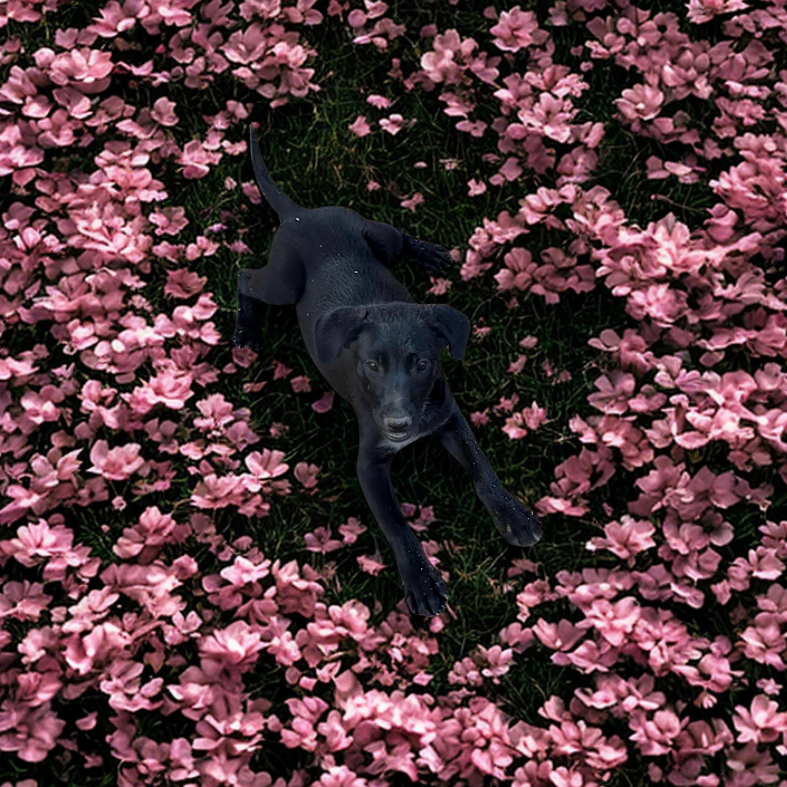 Enlarge Drama Queen, an adopted mixed breed in Boulder, CO image 2/5