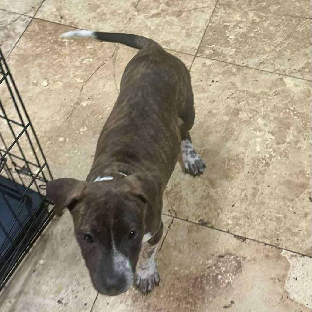 Oliver Twist, Adoptable, Young Male Mixed Breed.