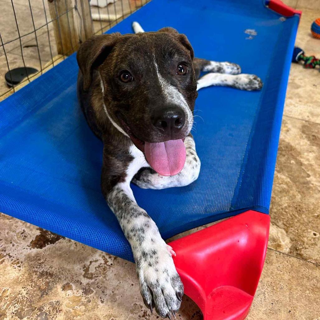 Oliver Twist, a Adoptable Mixed Breed in Frederiksted, VI image 2/6