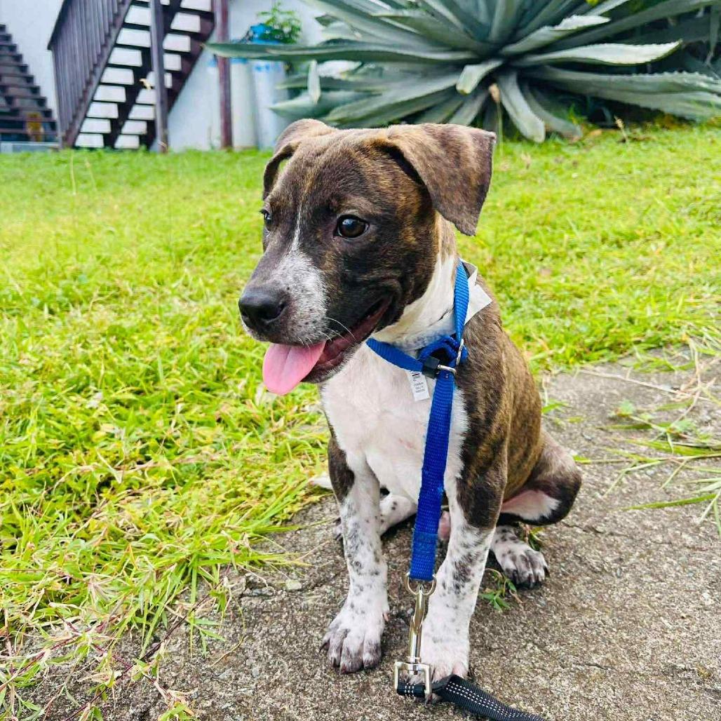 Oliver Twist, a Adoptable Mixed Breed in Frederiksted, VI image 3/6