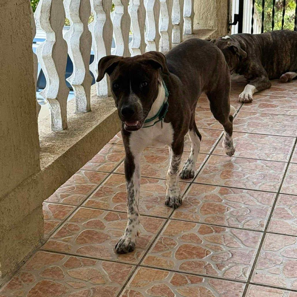 Oliver Twist, a Adoptable Mixed Breed in Frederiksted, VI image 4/6