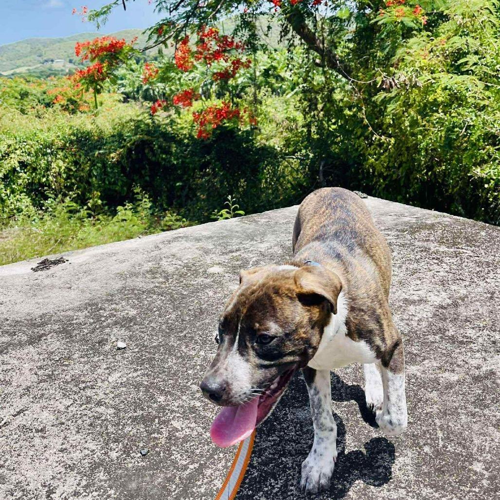 Oliver Twist, a Adoptable Mixed Breed in Frederiksted, VI image 5/6