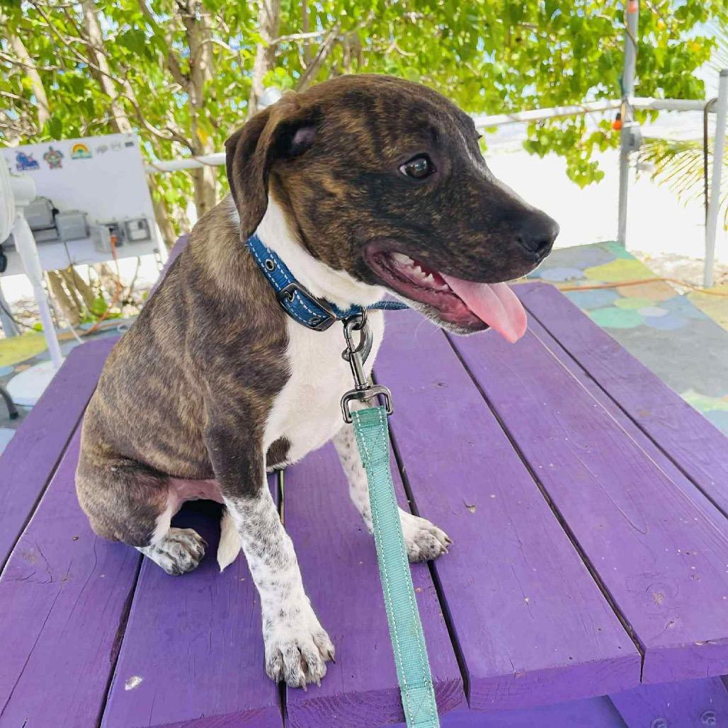 Oliver Twist, a Adoptable Mixed Breed in Frederiksted, VI image 6/6