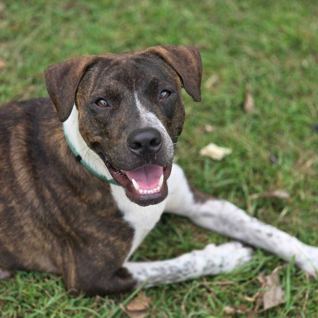 Enlarge Oliver Twist, a Adoptable Mixed Breed in Frederiksted, VI image 6/6