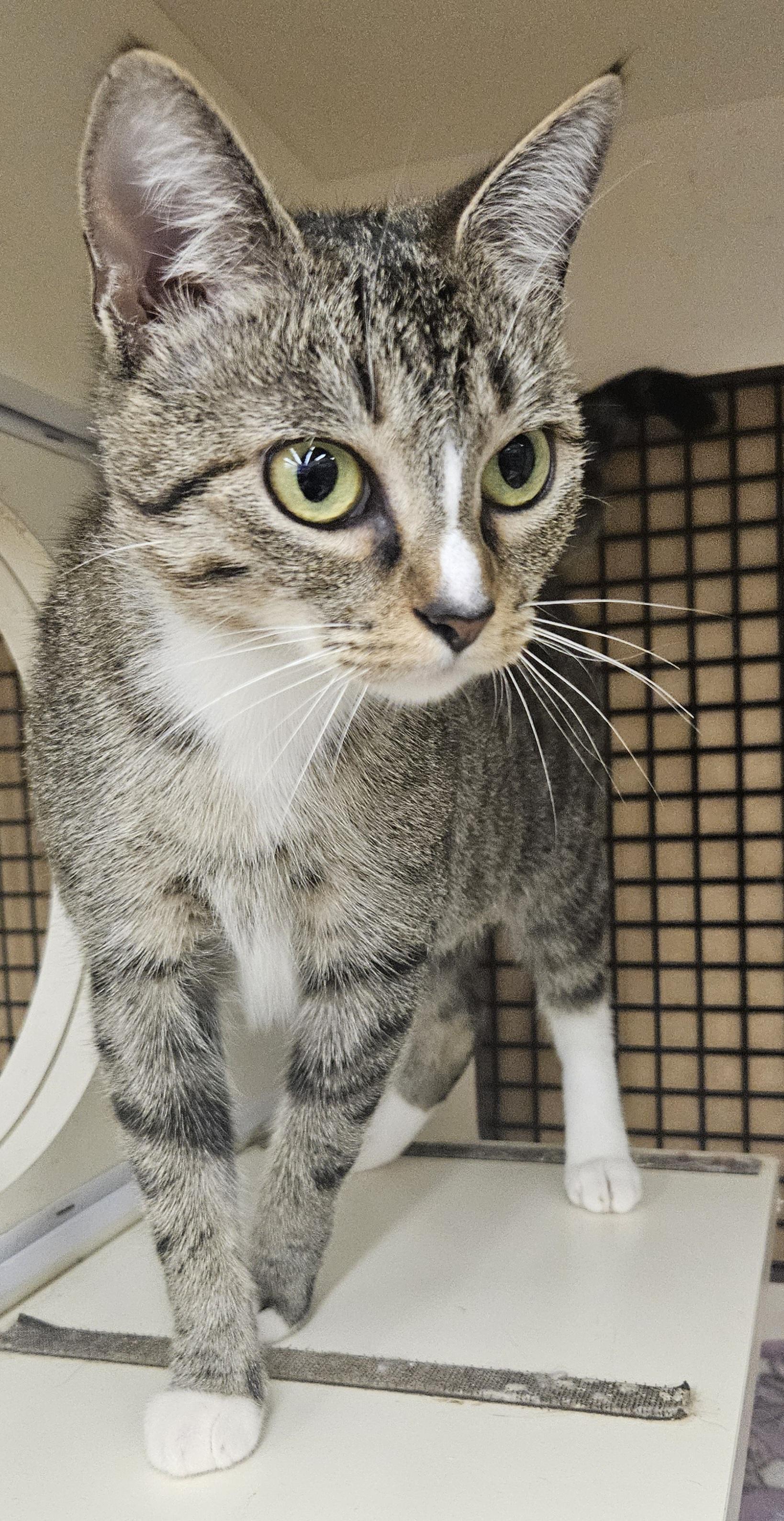 Frigga, adopted, Adult Female Domestic Short Hair.