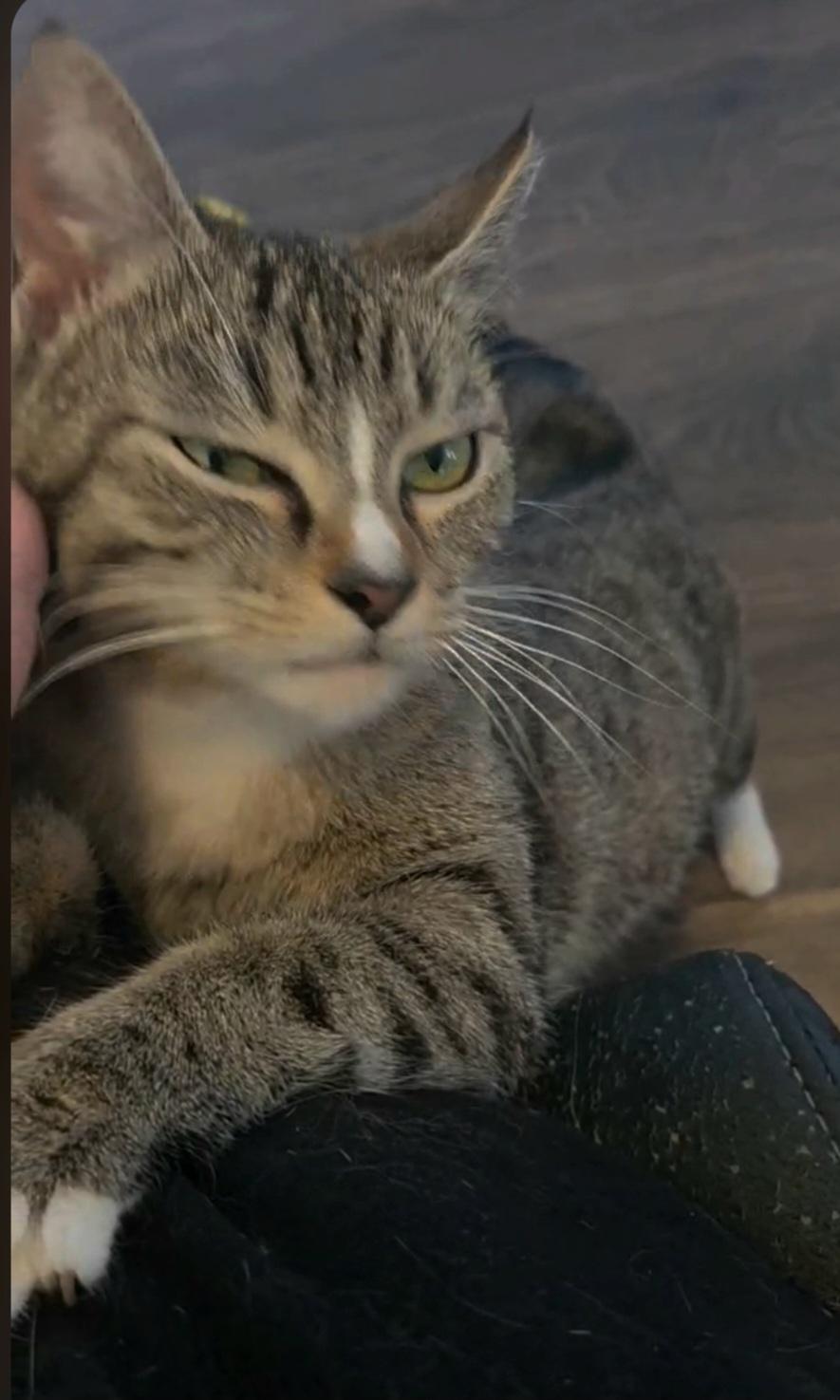 Frigga, an adopted Domestic Short Hair in Nashville, TN image 3/6