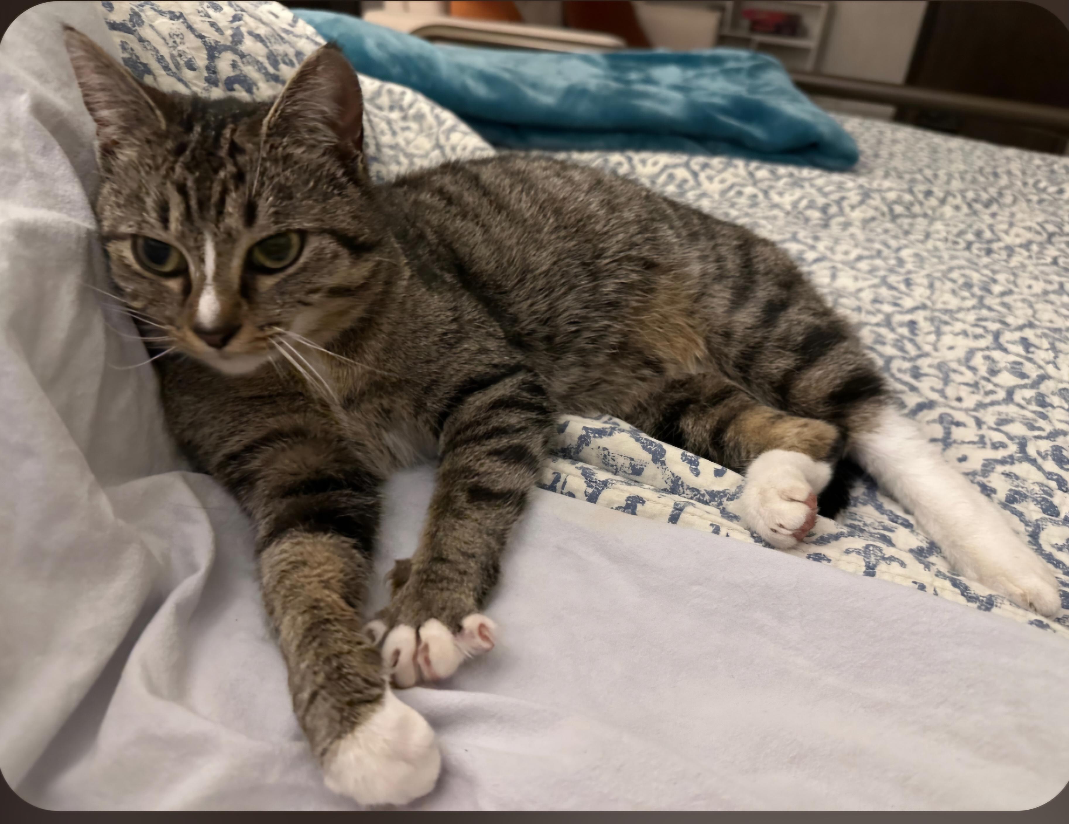 Frigga, an adopted Domestic Short Hair in Nashville, TN image 5/6