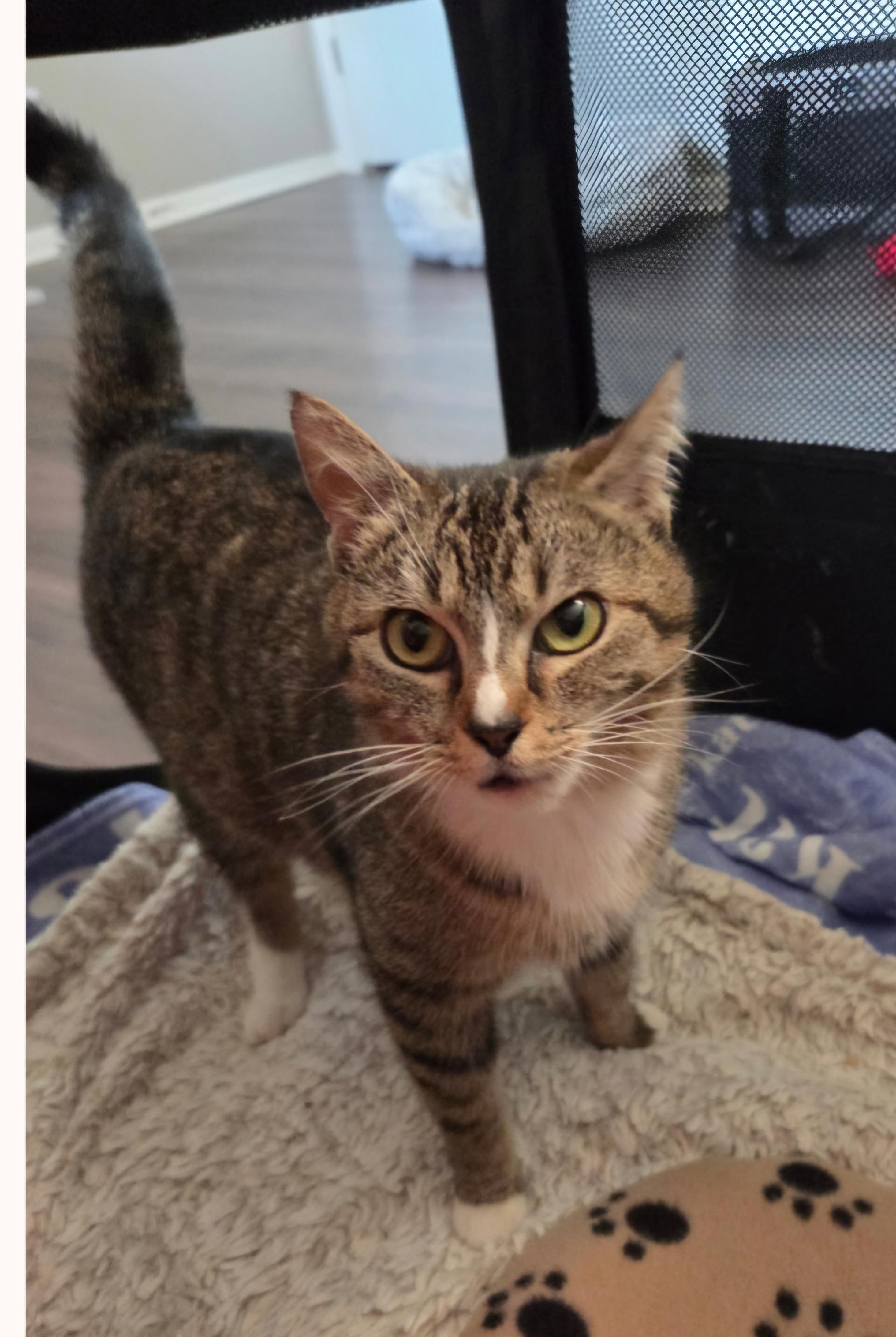 Frigga, an adopted Domestic Short Hair in Nashville, TN image 2/6