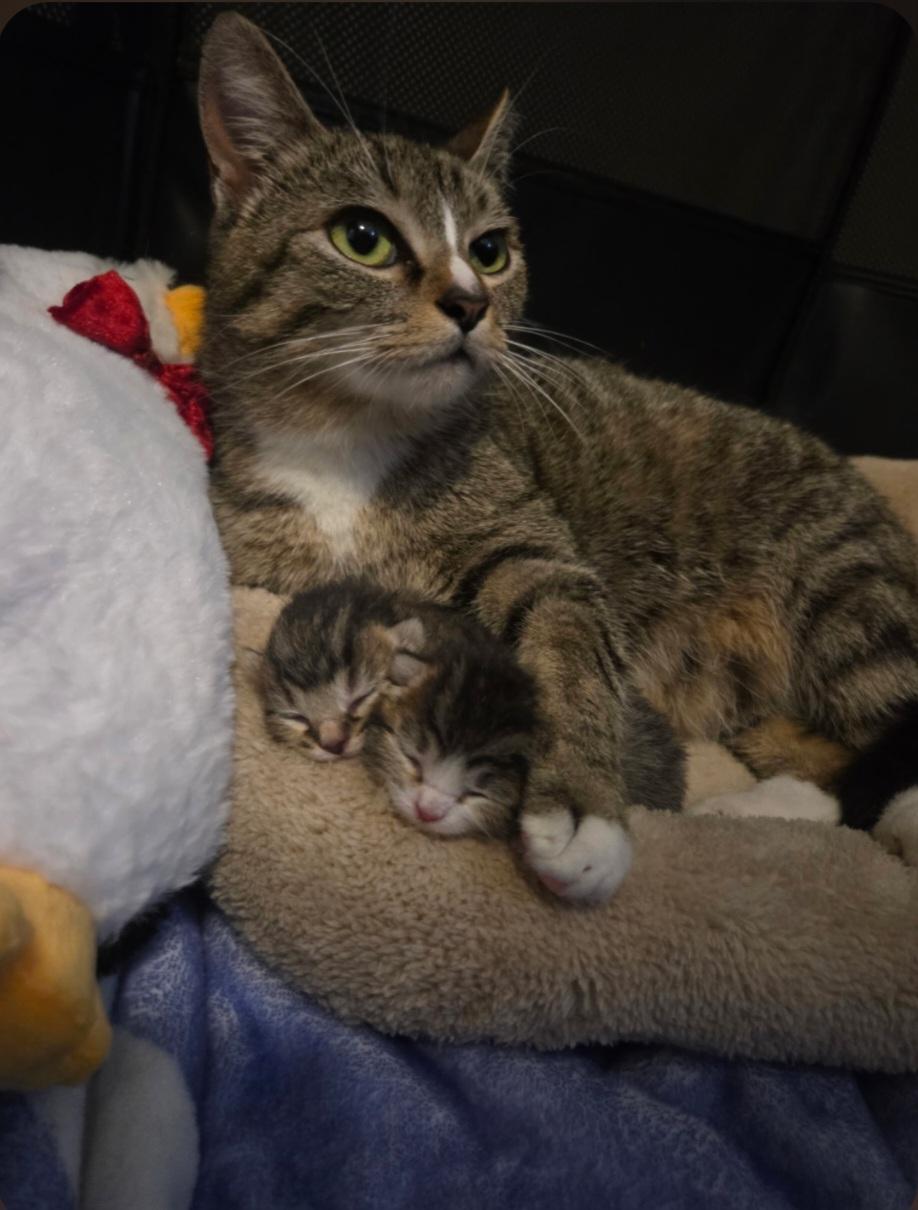 Frigga, an adopted Domestic Short Hair in Nashville, TN image 6/6