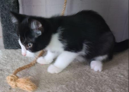 Cappucino, Adoptable, Young Male Domestic Short Hair.