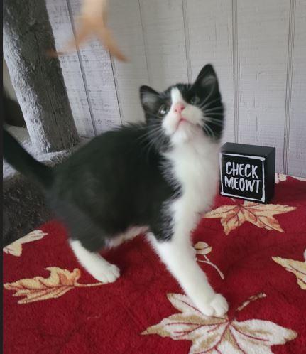 Cappucino, a Adoptable Domestic Short Hair in Russellville, KY image 2/3