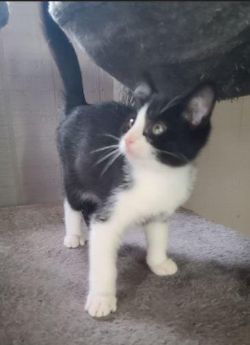 Cappucino, a Adoptable Domestic Short Hair in Russellville, KY image 3/3