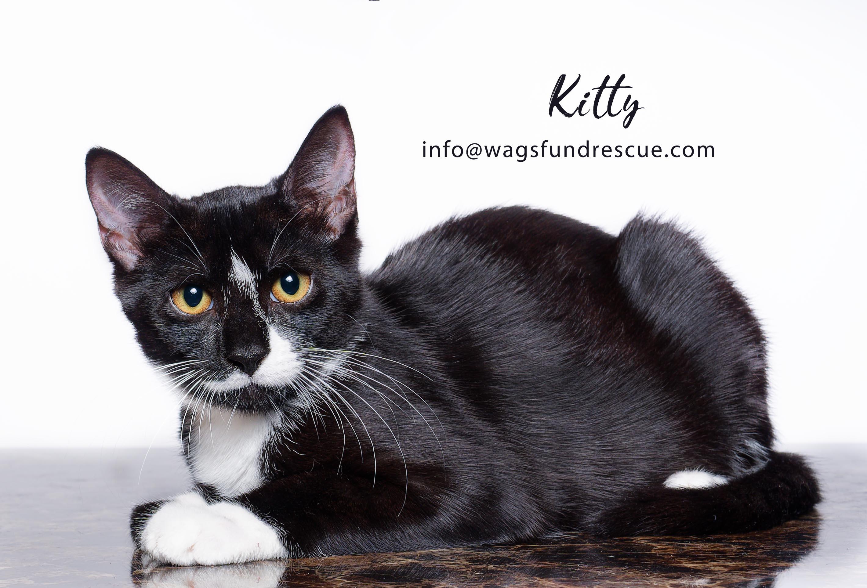 Kitty
