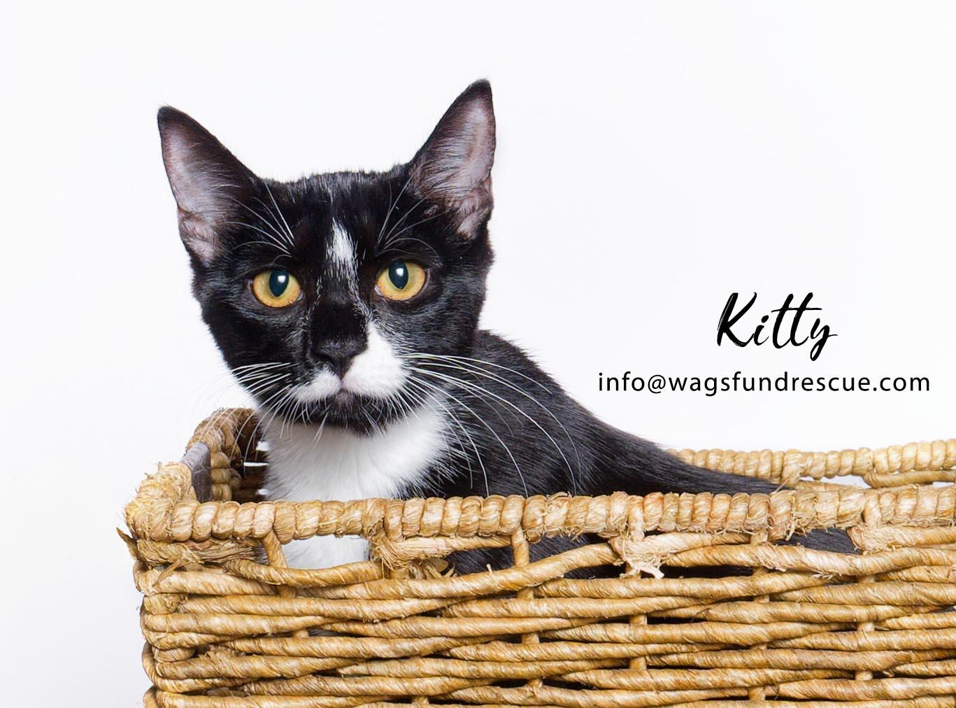 Kitty
