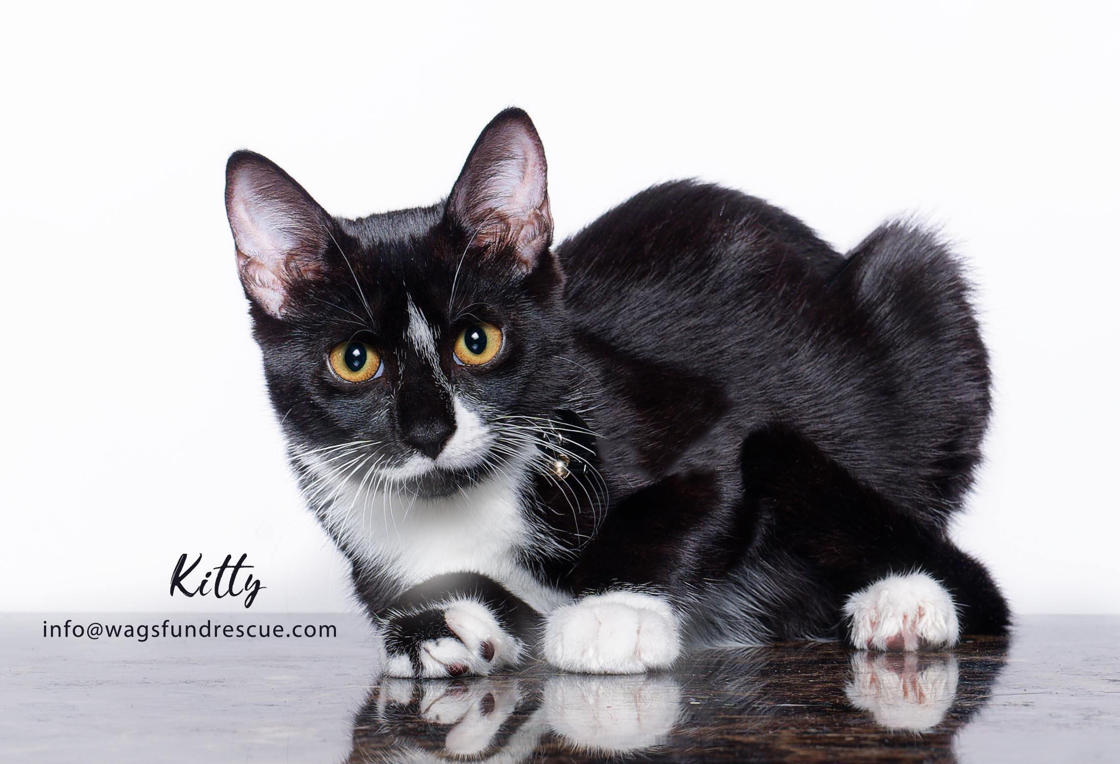 Kitty