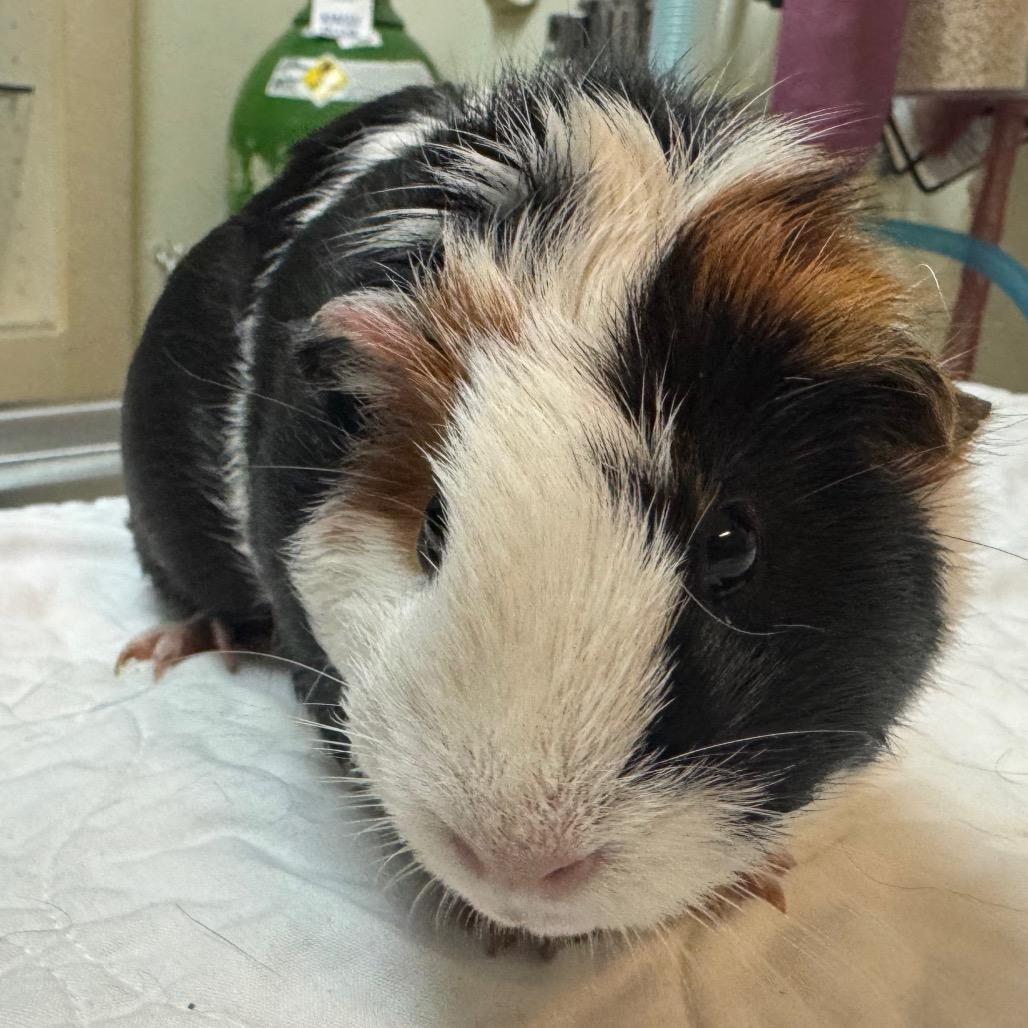 Enlarge Makers Mark, a Adoptable Guinea Pig in Westminster, CA image 1/1