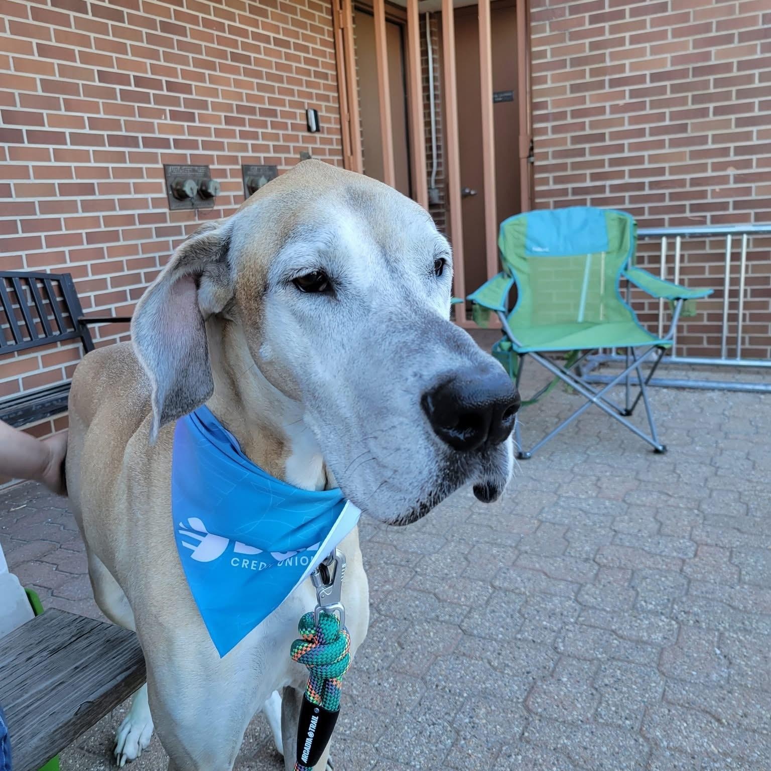 Ruby, Adoptable, Adult Female Great Dane.