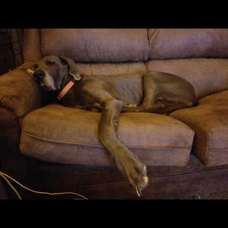 Ruby (bonded with Montana), a Adoptable Great Dane in Midland, MI image 5/5