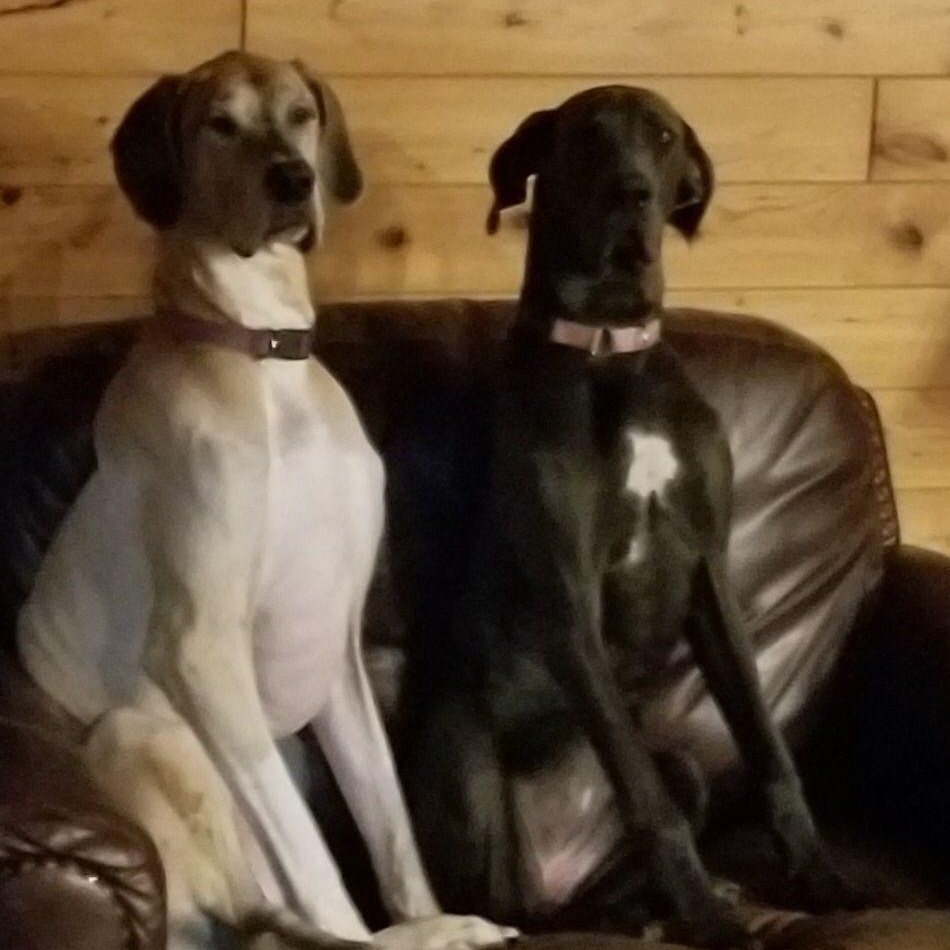 Ruby (bonded with Montana), a Adoptable Great Dane in Midland, MI image 1/5