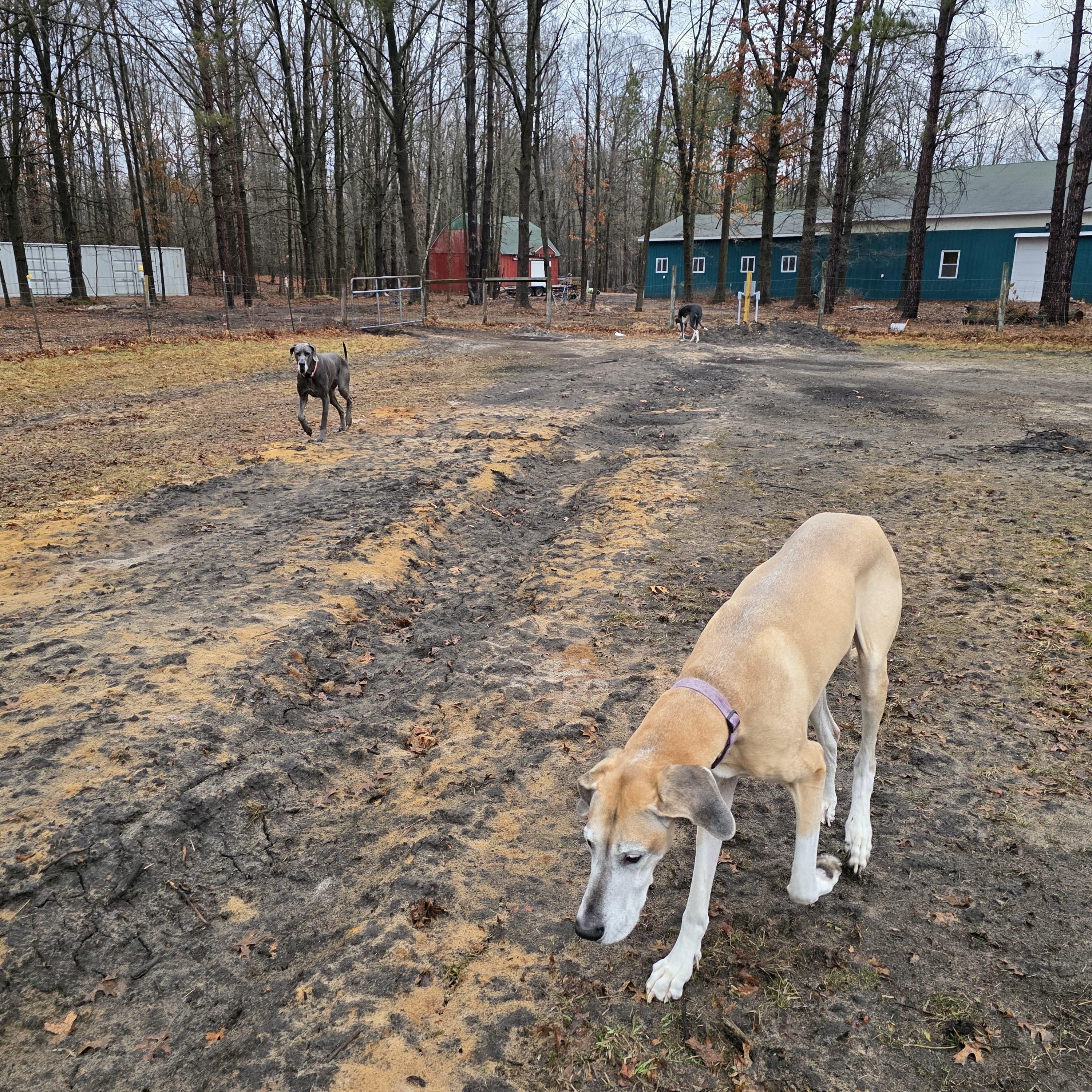 Enlarge Ruby, a Adoptable Great Dane in Midland, MI image 6/6