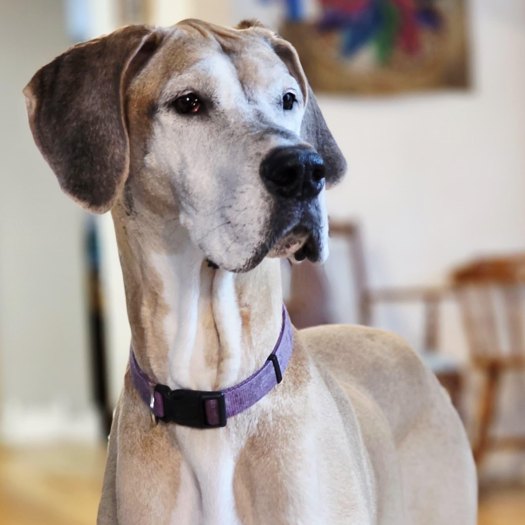 Enlarge Ruby, a Adoptable Great Dane in Midland, MI image 2/6