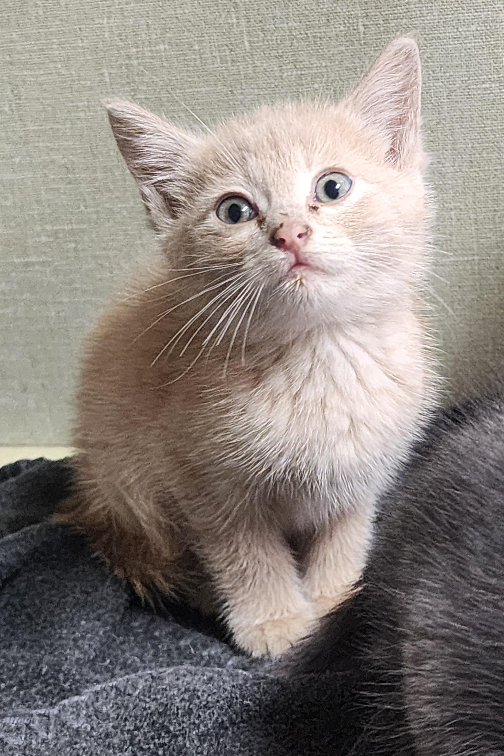 Trip, adopted, Kitten Male Domestic Short Hair.