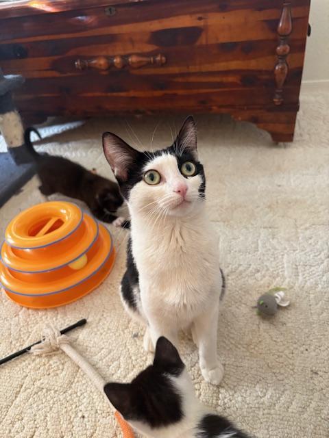 Enlarge Akira, an adopted Domestic Short Hair in Las Vegas, NV image 2/5