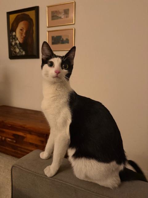 Enlarge Akira, an adopted Domestic Short Hair in Las Vegas, NV image 3/5