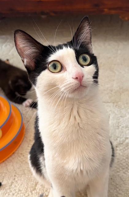 Enlarge Akira, an adopted Domestic Short Hair in Las Vegas, NV image 1/5