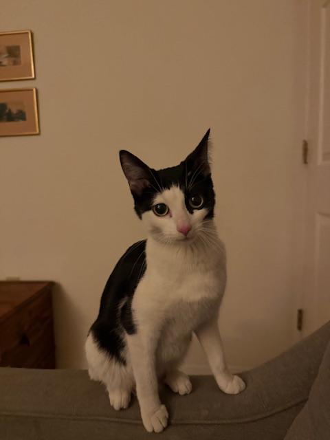 Enlarge Akira, an adopted Domestic Short Hair in Las Vegas, NV image 4/5