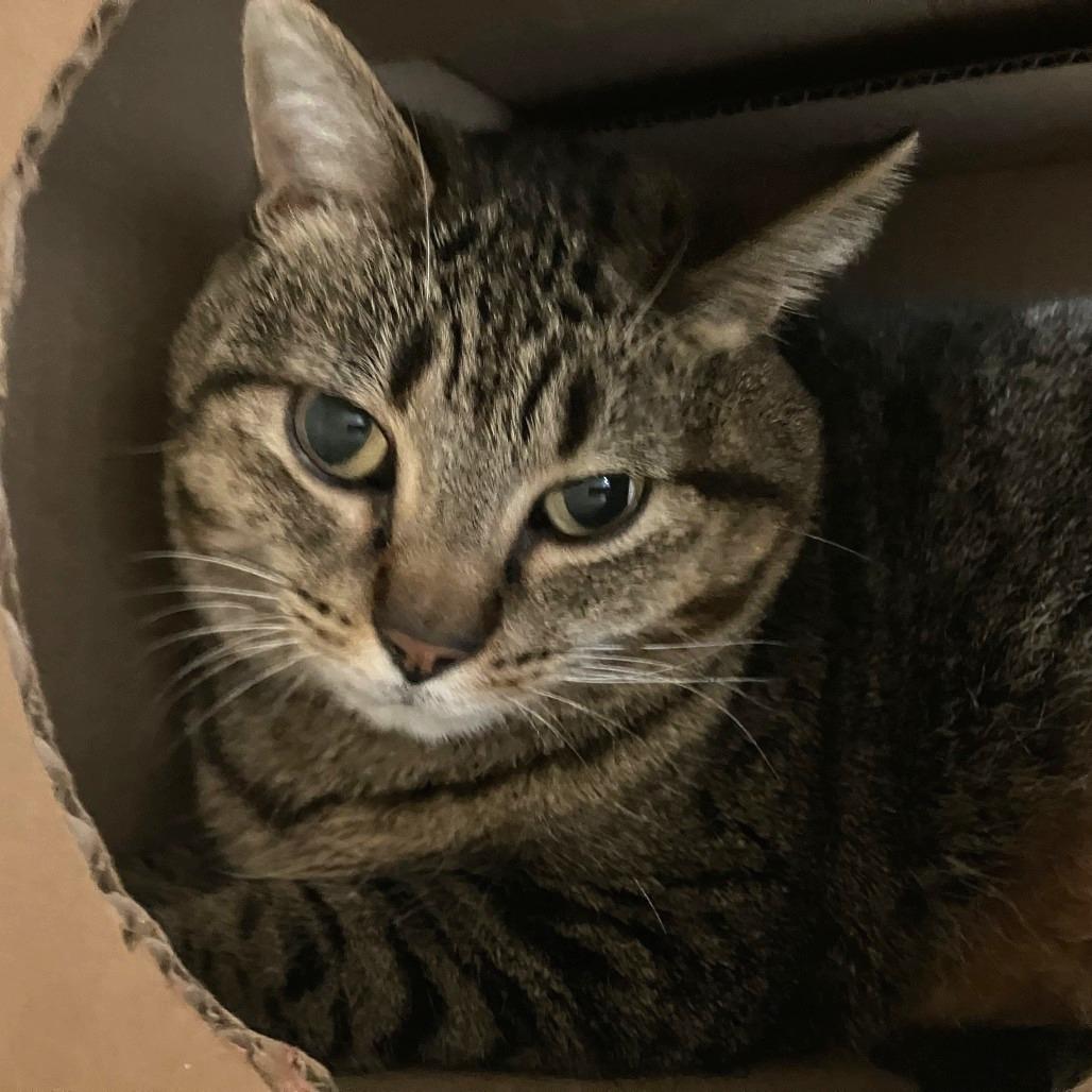 Kakitty, a Adoptable Domestic Short Hair in Idaho Falls, ID image 2/3