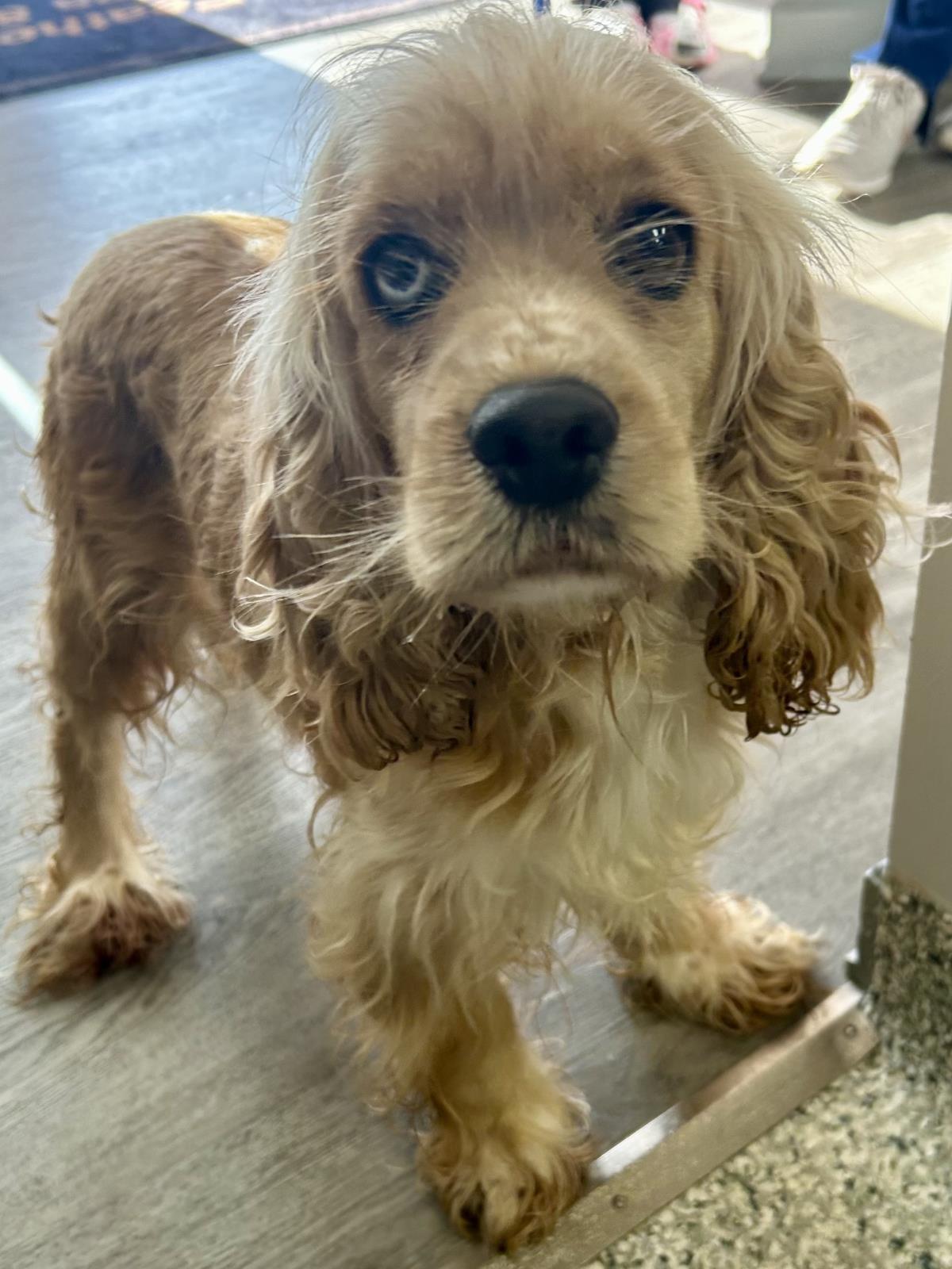 Enlarge Ella, a Adoptable Cocker Spaniel in Westminster, MD image 1/3