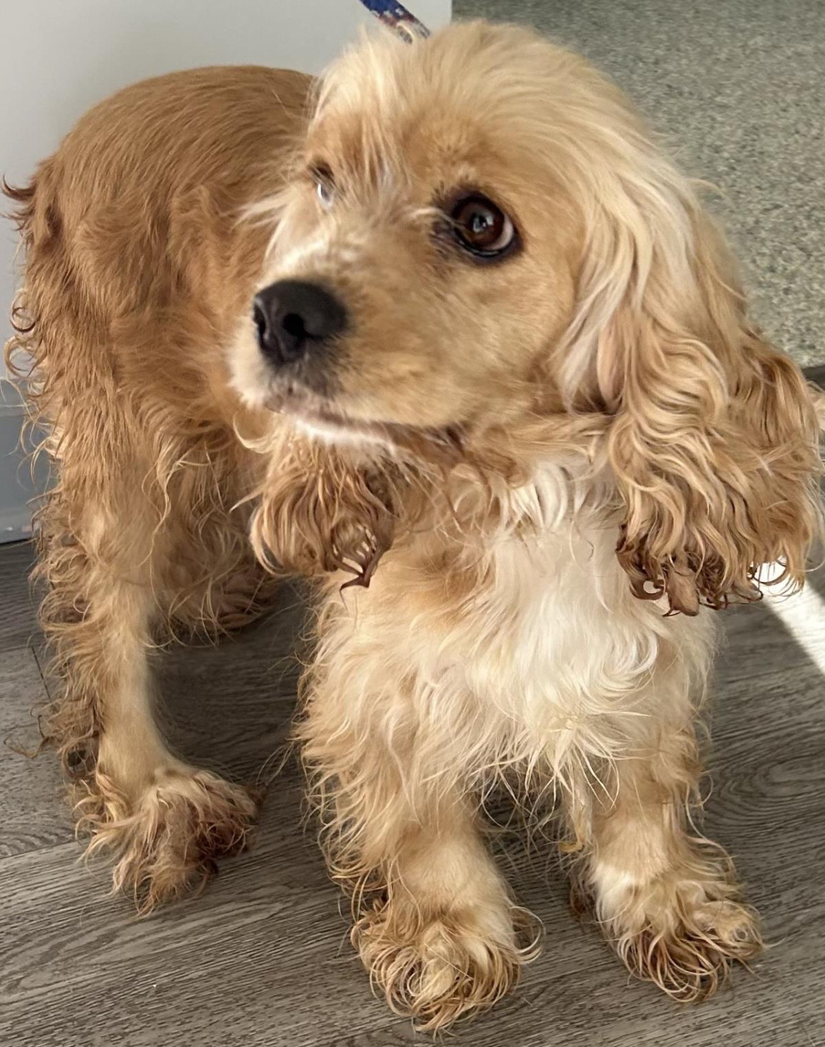 Enlarge Ella, a Adoptable Cocker Spaniel in Westminster, MD image 2/3