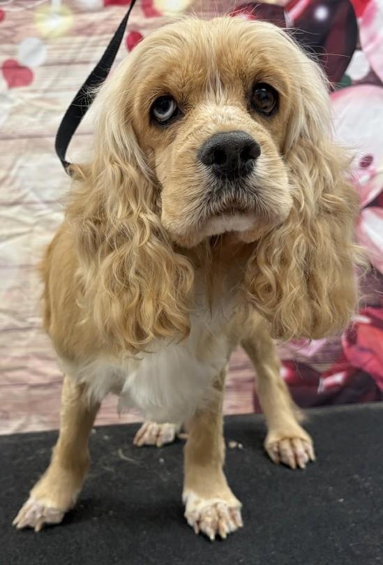 Enlarge Ella, a Adoptable Cocker Spaniel in Westminster, MD image 3/3