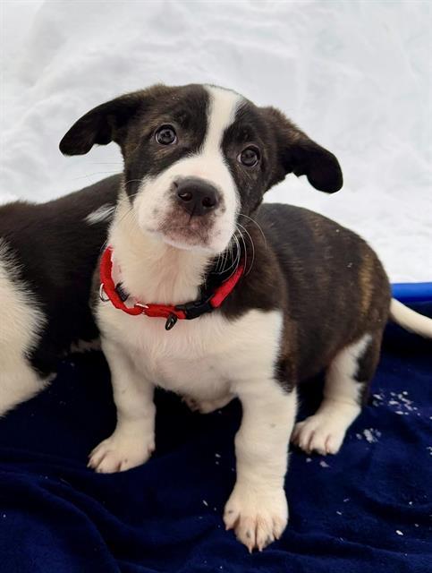 KENNETH WALKER, Adoptable, Puppy Male Treeing Walker Coonhound & Mixed Breed.