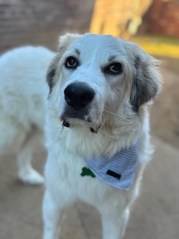 Hampton, Adoptable, Young Male Great Pyrenees.