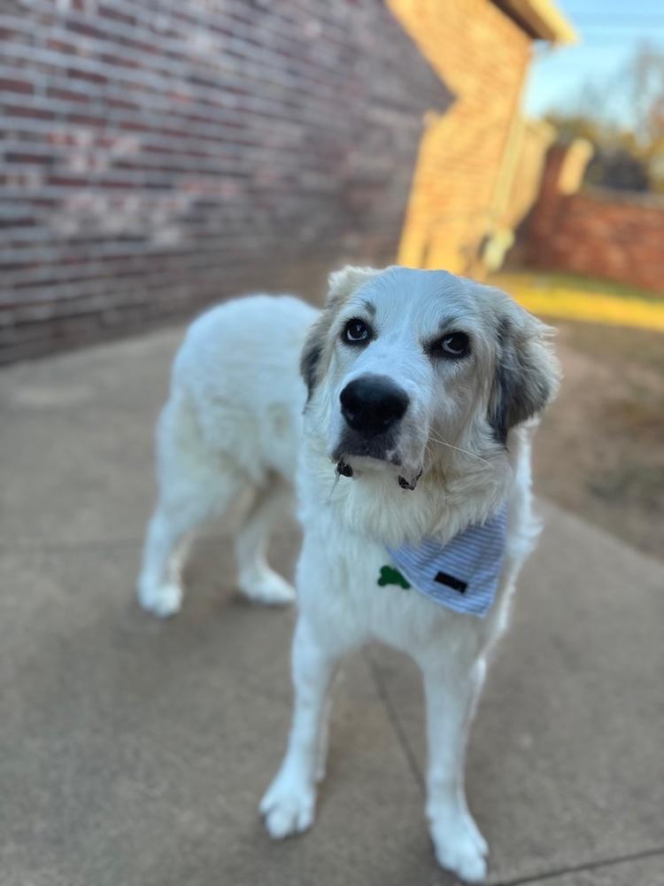 Enlarge Hampton, a Adoptable Great Pyrenees in TULSA, OK image 2/3