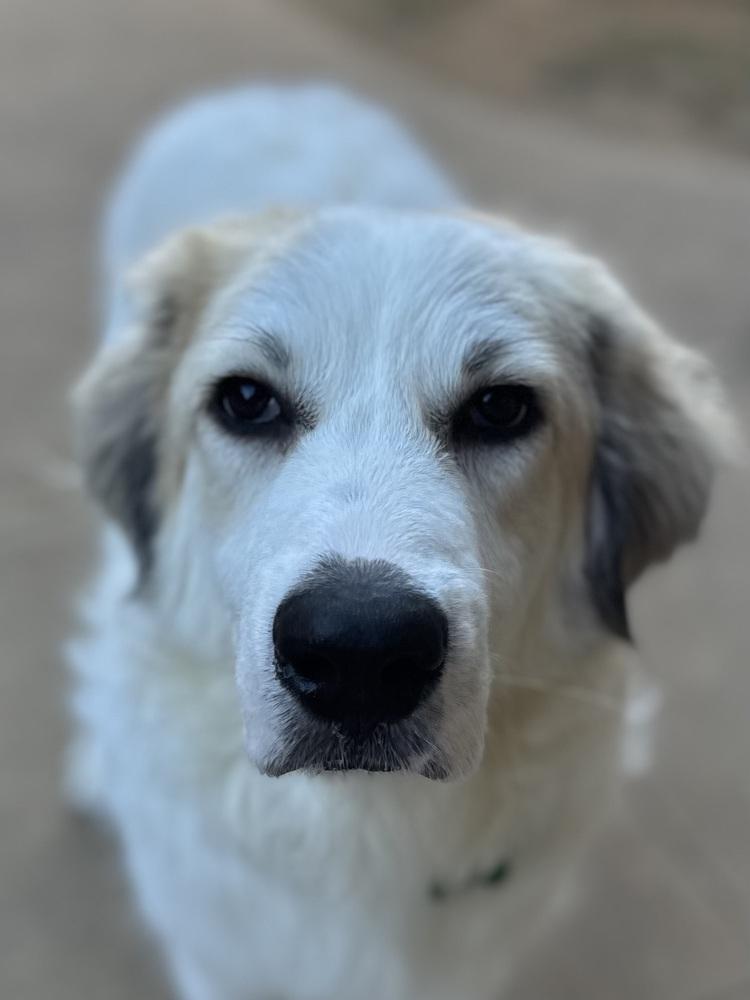 Enlarge Hampton, a Adoptable Great Pyrenees in TULSA, OK image 3/3